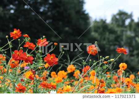 Bloom in the autumn wind Bloom in the autumn wind 117021371