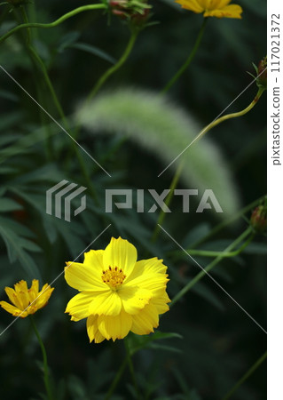 Bloom in the autumn wind 117021372