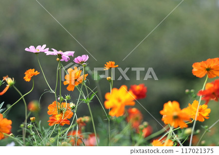 Bloom in the autumn wind 117021375