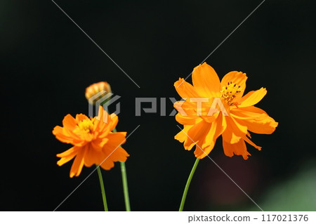 Bloom in the autumn wind 117021376