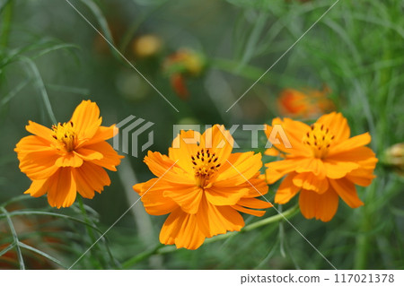 Bloom in the autumn wind Bloom in the autumn wind 117021378