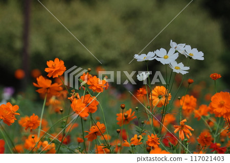 在秋風中綻放 117021403