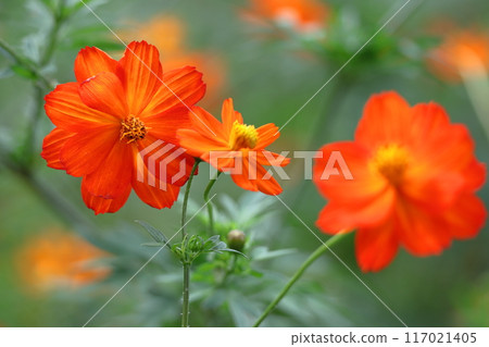 Bloom in the autumn wind Bloom in the autumn wind 117021405