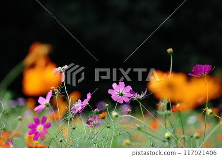 Bloom in the autumn wind Bloom in the autumn wind 117021406