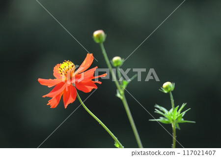 Bloom in the autumn wind Bloom in the autumn wind 117021407