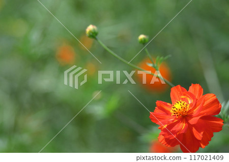 在秋風中綻放 117021409