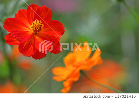 在秋風中綻放 117021410