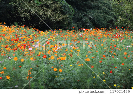 Bloom in the autumn wind Bloom in the autumn wind 117021439