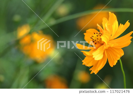 Bloom in the autumn wind 117021476