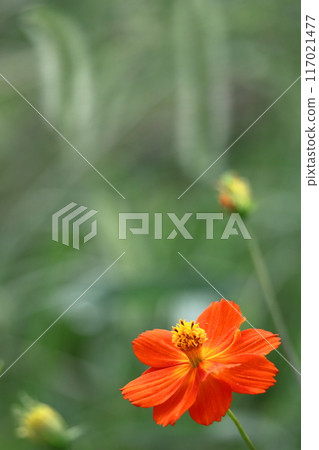 在秋風中綻放 在秋風中綻放 117021477