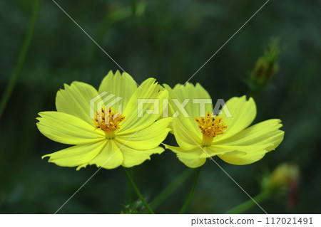 在秋風中綻放 117021491