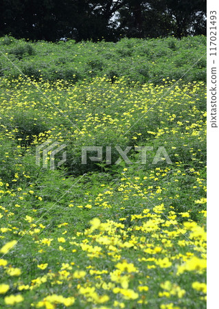 在秋風中綻放 在秋風中綻放 117021493