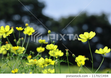 在秋風中綻放 在秋風中綻放 117021494