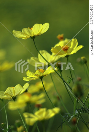 在秋風中綻放 在秋風中綻放 117021495