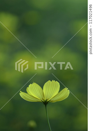 在秋風中綻放 117021496