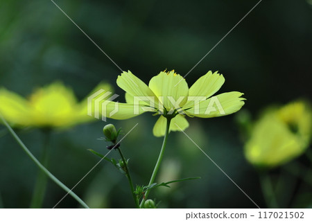 在秋風中綻放 117021502