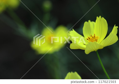 Bloom in the autumn wind 117021503