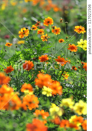 Bloom in the autumn wind Bloom in the autumn wind 117021506