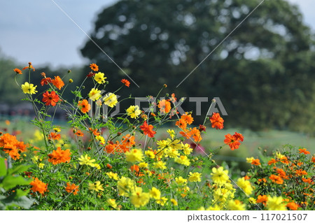 Bloom in the autumn wind Bloom in the autumn wind 117021507