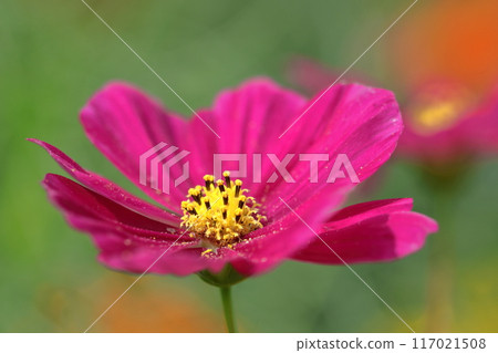 Bloom in the autumn wind Bloom in the autumn wind 117021508