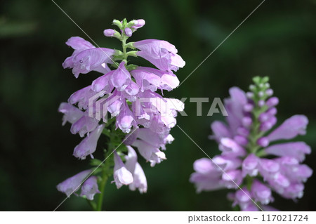 The flowers bloom in sequence from bottom to top. The flowers bloom in sequence from bottom to top. 117021724