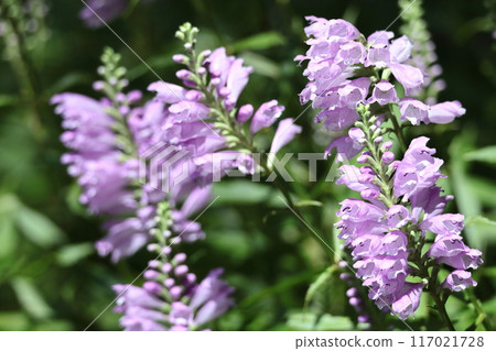 The flowers bloom in sequence from bottom to top. The flowers bloom in sequence from bottom to top. 117021728