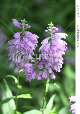 花序從下到上依序綻放 117021730