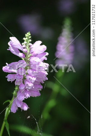 The flowers bloom in sequence from bottom to top. The flowers bloom in sequence from bottom to top. 117021732