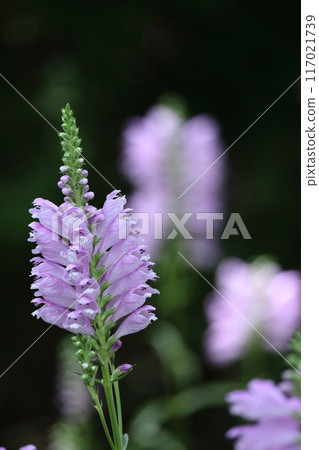 The flowers bloom in sequence from bottom to top. 117021739