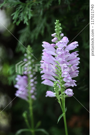 The flowers bloom in sequence from bottom to top. 117021740