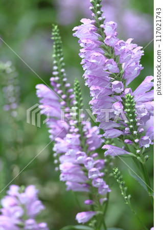 The flowers bloom in sequence from bottom to top. The flowers bloom in sequence from bottom to top. 117021743