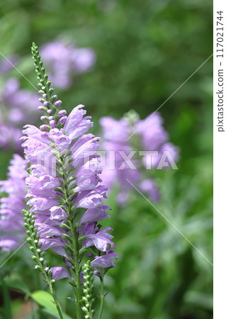 The flowers bloom in sequence from bottom to top. The flowers bloom in sequence from bottom to top. 117021744