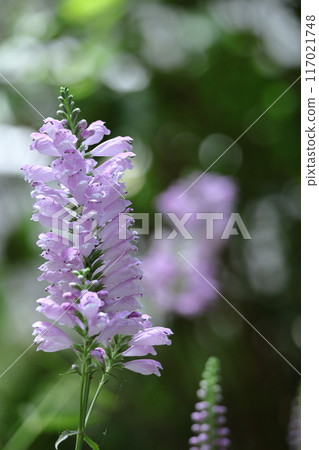 The flowers bloom in sequence from bottom to top. 117021748