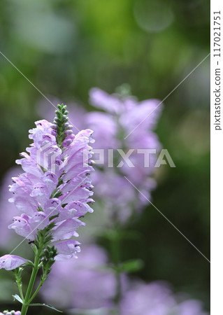 The flowers bloom in sequence from bottom to top. The flowers bloom in sequence from bottom to top. 117021751