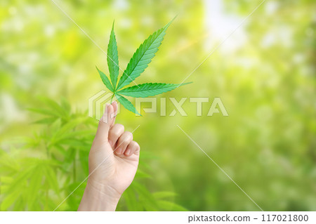 One hand holds a cannabis leaf on a blurred green background. Marijuana leaves. Medical marijuana. One hand holds a cannabis leaf on a blurred green background. Marijuana leaves. Medical marijuana. 117021800