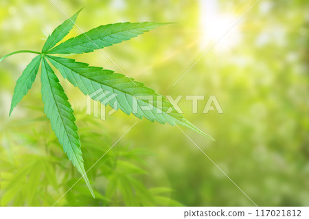 cannabis leaf isolated on blurred green background 117021812