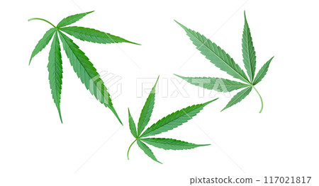 cannabis leaf isolated on a white background 117021817
