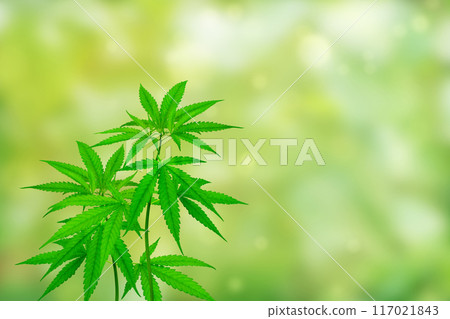 cannabis plant isolated on blurred green background 117021843
