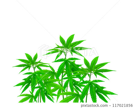 Cannabis plants that can be separated on the white background Cannabis plants that can be separated on the white background 117021856