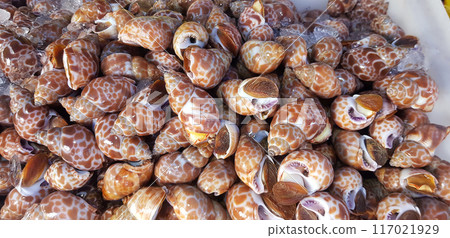 Fresh sweet clams, Thai seafood ingredients 117021929