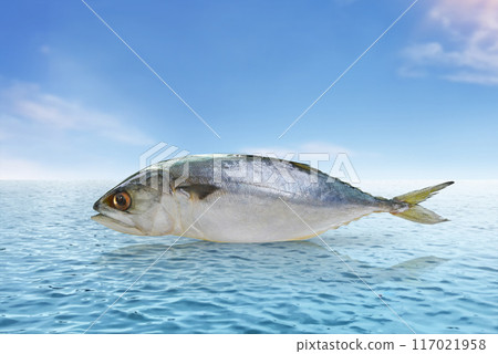Fresh mackerel with sea and sky background Food concept with high protein benefits to nourish the brain 117021958