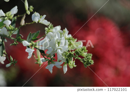 Flowers for the harvest moon Flowers for the harvest moon 117022101