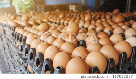 Eggs are expensive during economic downturn, high oil prices, inflation. Eggs are expensive during economic downturn, high oil prices, inflation. 117022257