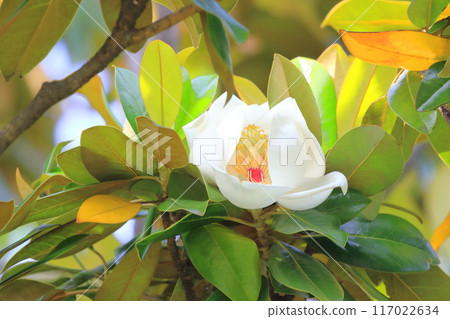 Magnolia magnolia in bloom Magnolia magnolia in bloom 117022634