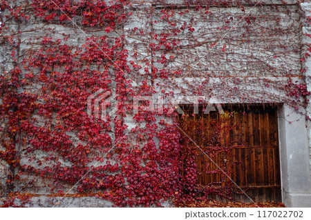 Red ivy-covered wall 117022702