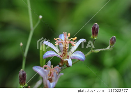 Blooming earnestly Blooming earnestly 117022777