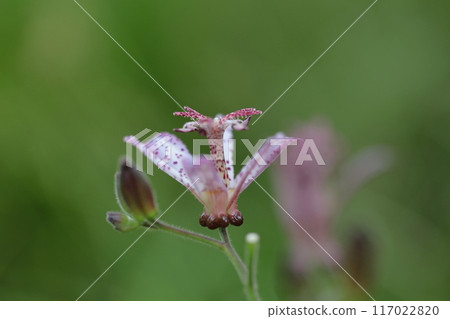 Blooming earnestly Blooming earnestly 117022820