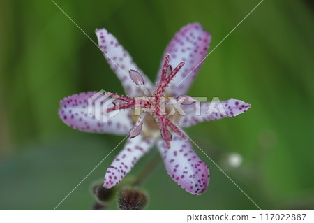 Blooming earnestly 117022887