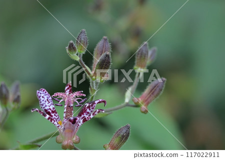 認真綻放 認真綻放 117022911