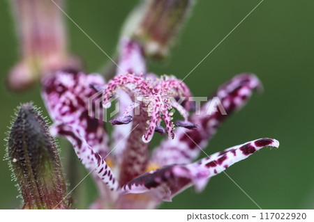 認真綻放 認真綻放 117022920